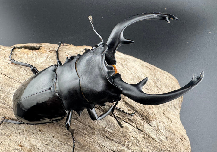 【WD】良型《インターメディアツヤクワガタ パラワン産 90mm ペア》