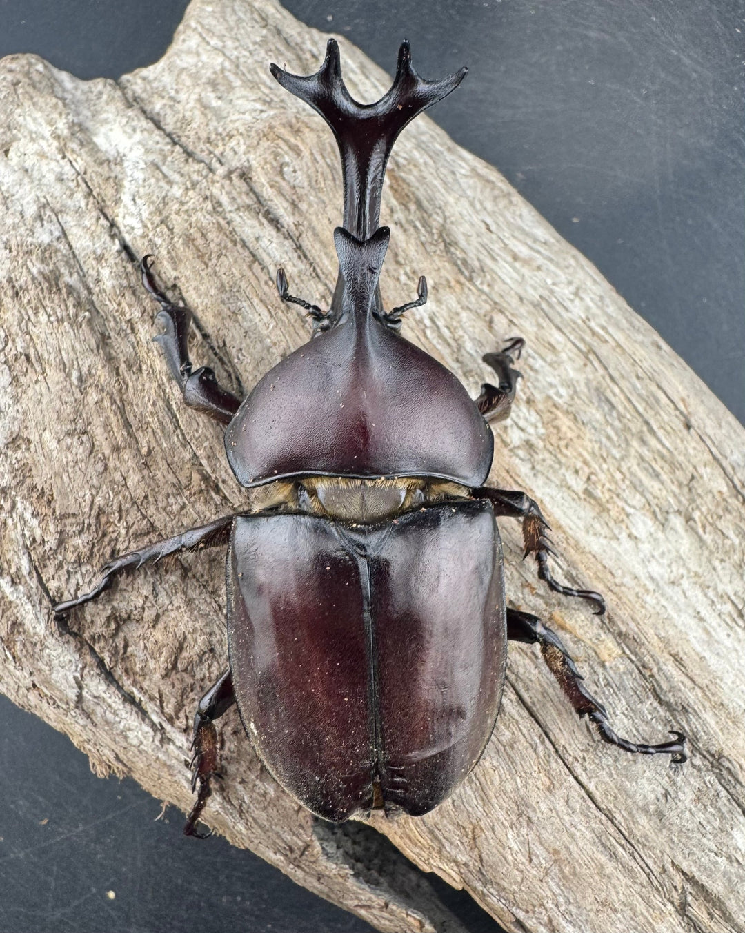 【WD】大型《国産カブトムシ 埼玉県産 Free ペア》