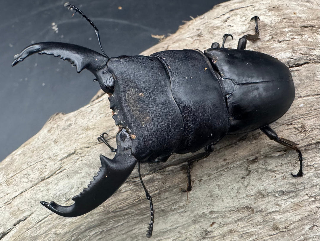 【WD】《東ペレンヒラタクワガタ 70mm ペア》