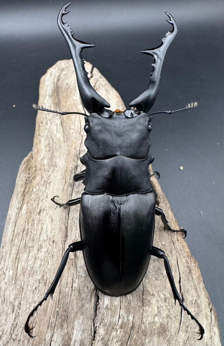 《ギラファノコギリ亜種ケイスケ 111mm ペア》