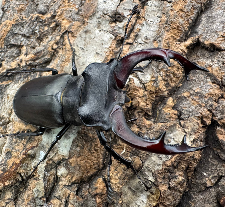 《ヨーロッパミヤマ（ケルブスミヤマ） 66mm ペア》