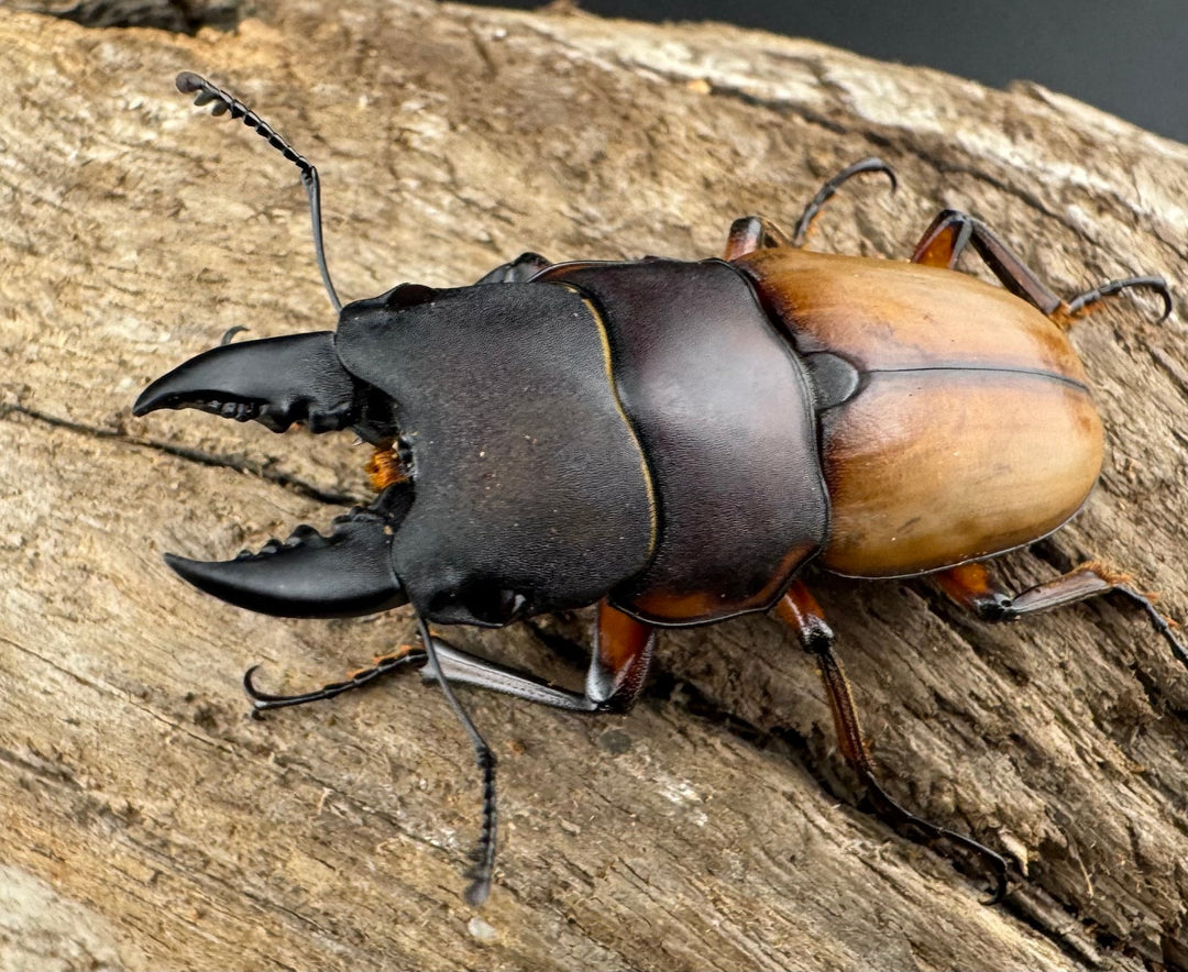 【WD】《ラテラリスノコギリ亜種バヤニー 41.5mm ペア》