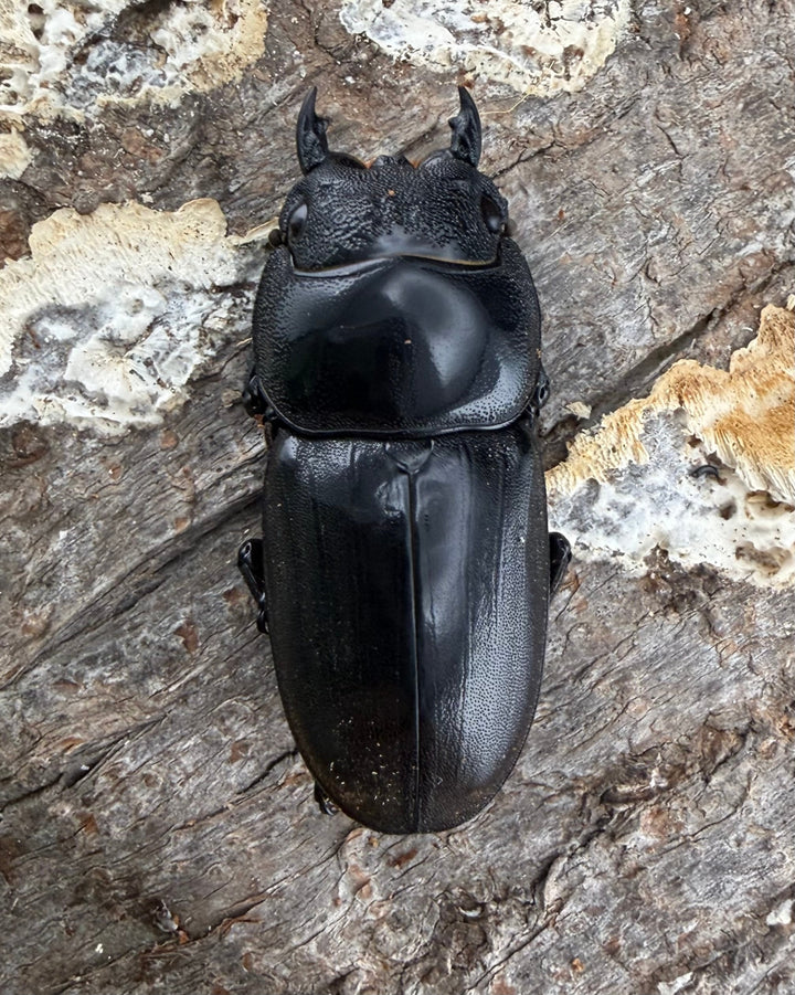 【WD】《スマトラオオヒラタ パダン産 85mm ペア》