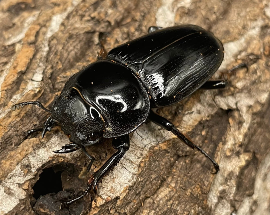 《インドグランディス亜種moriyai Garda95.0血統 79mm ペア》