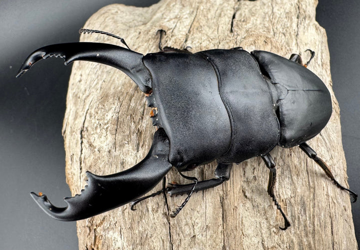 【WD】《西ペレンヒラタ（スラウェシオオヒラタ） 95mm ペア》