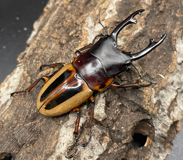 【WD】超特大《ラテラリスノコギリ亜種マイリーン 57mm ペア》