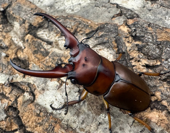 【WF3】《アスタコイデスノコギリ亜種ミズヌマイ 52mm ペア》