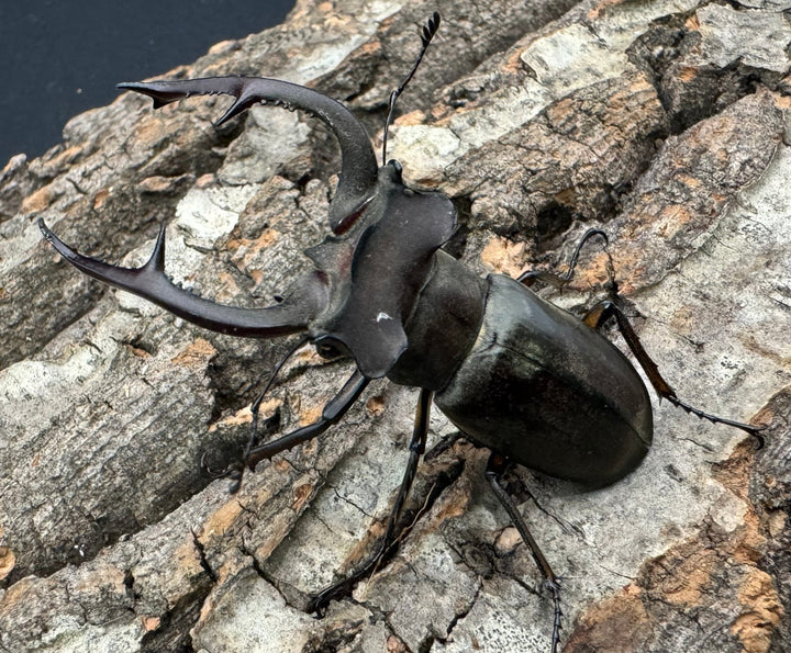 【WD】《クラーツミヤマ原名亜種 59mm ペア》