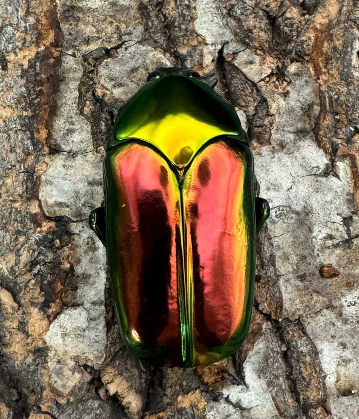 レア産地《センパーオオヒラタカナブン ペア》