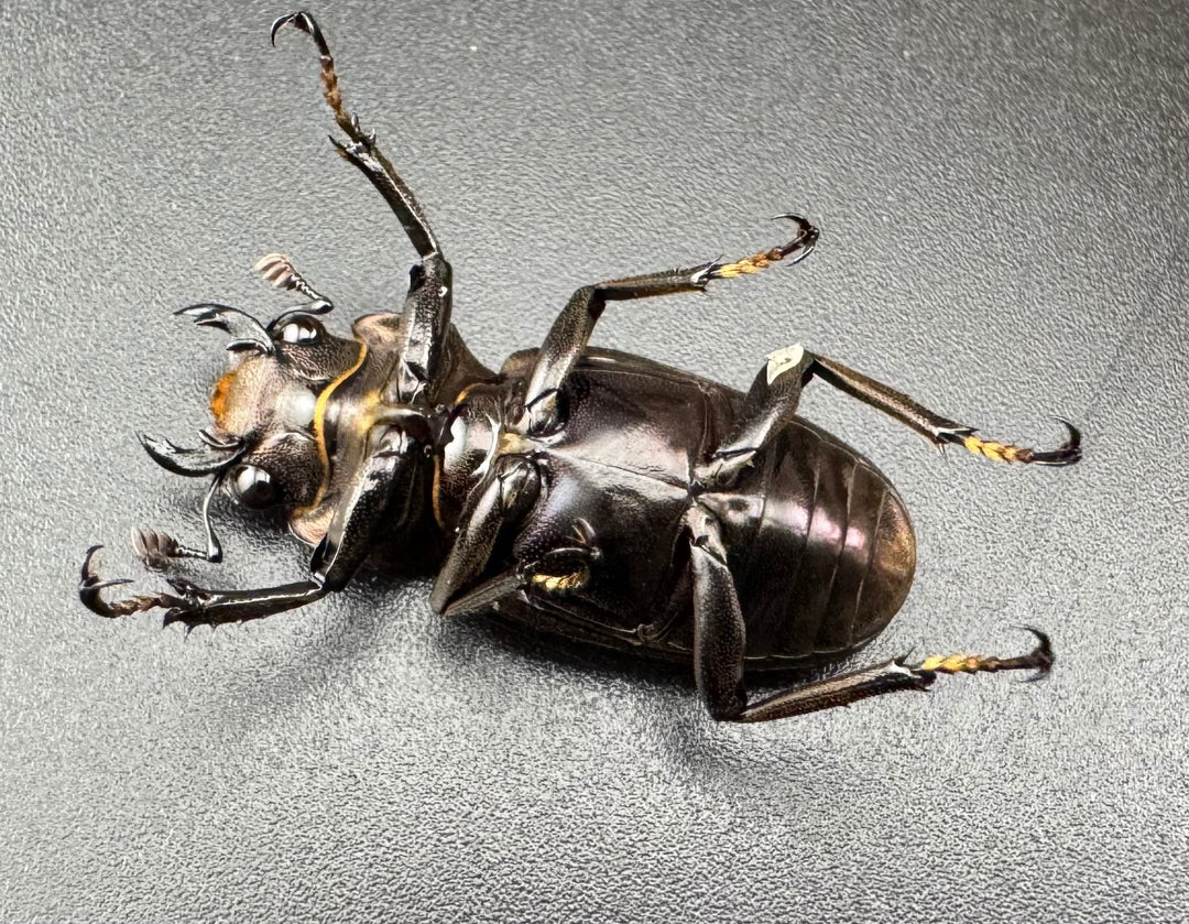 【美麗】《メタリフェルホソアカ 82mm ペア》セルヴォラン氏ブリード個体