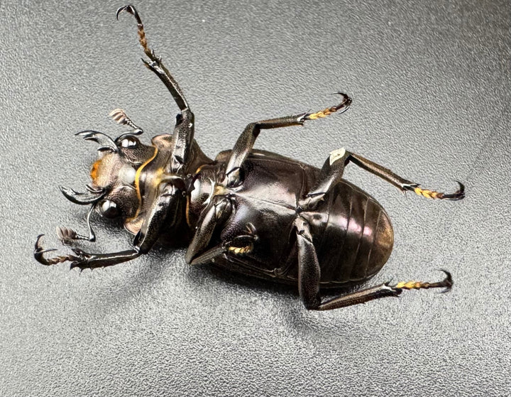 【美麗】《メタリフェルホソアカ 82mm ペア》セルヴォラン氏ブリード個体