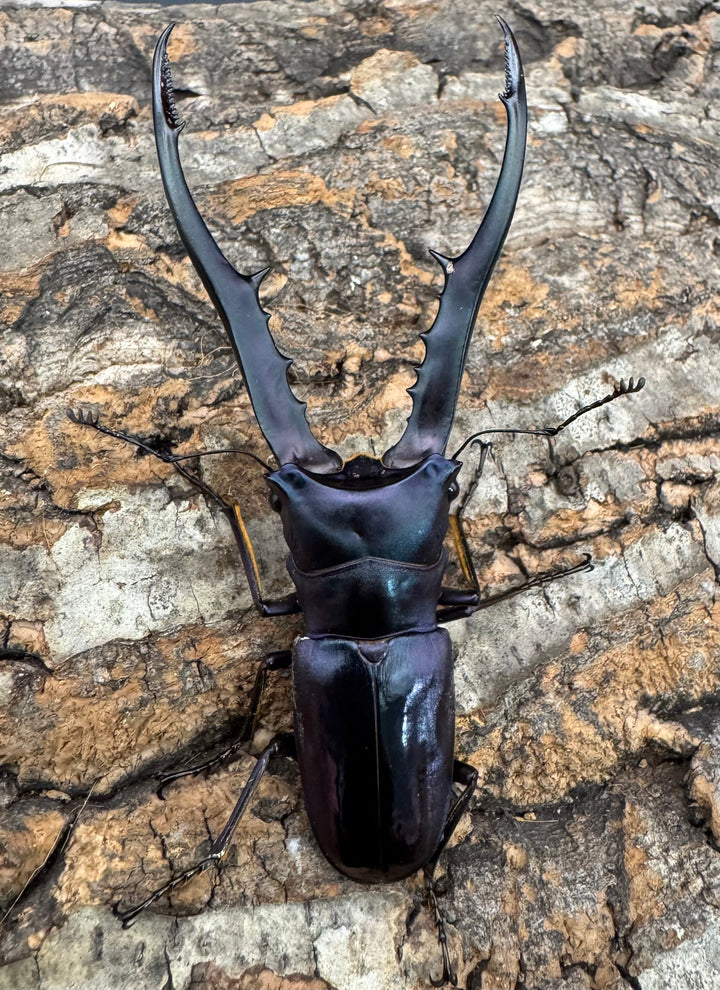 【美麗】《メタリフェルホソアカ 81mm ペア》わたくわ氏ブリード個体