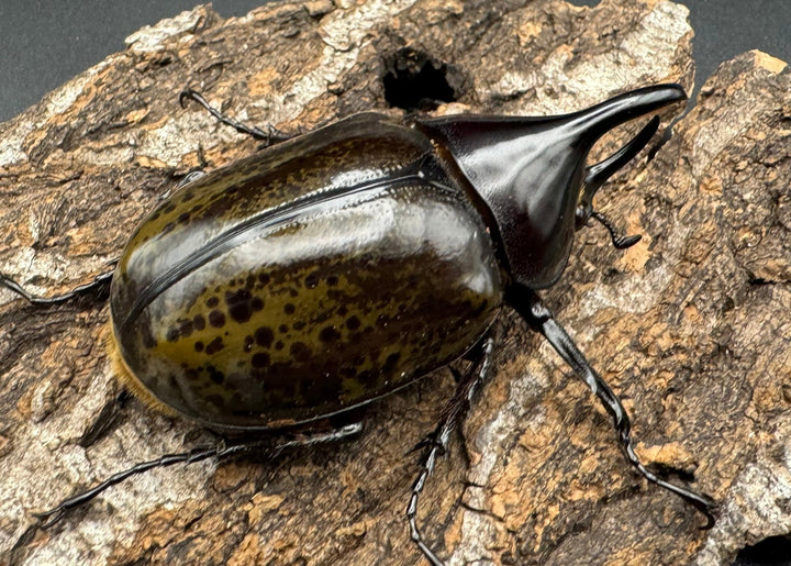 【WF2】《モロンオオカブト 62mm ペア》