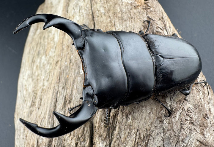 【WD】《クルビデンスオオクワ原名亜種 70mm ペア》