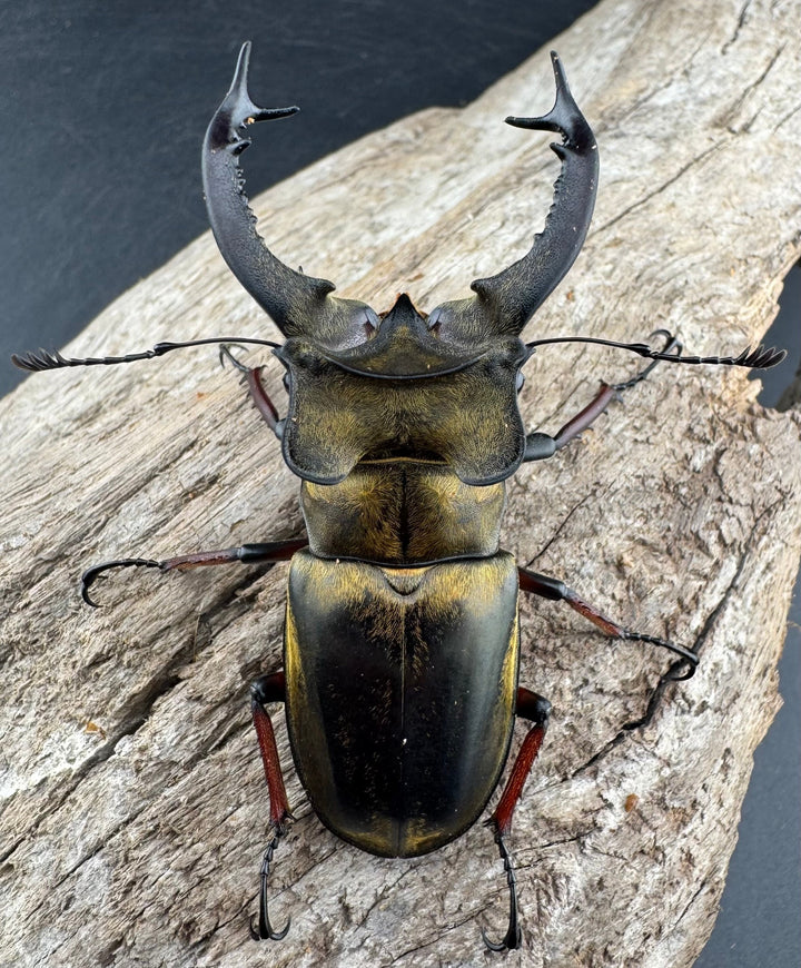 【WD】《セリケウスミヤマ原名亜種 66mm ペア》