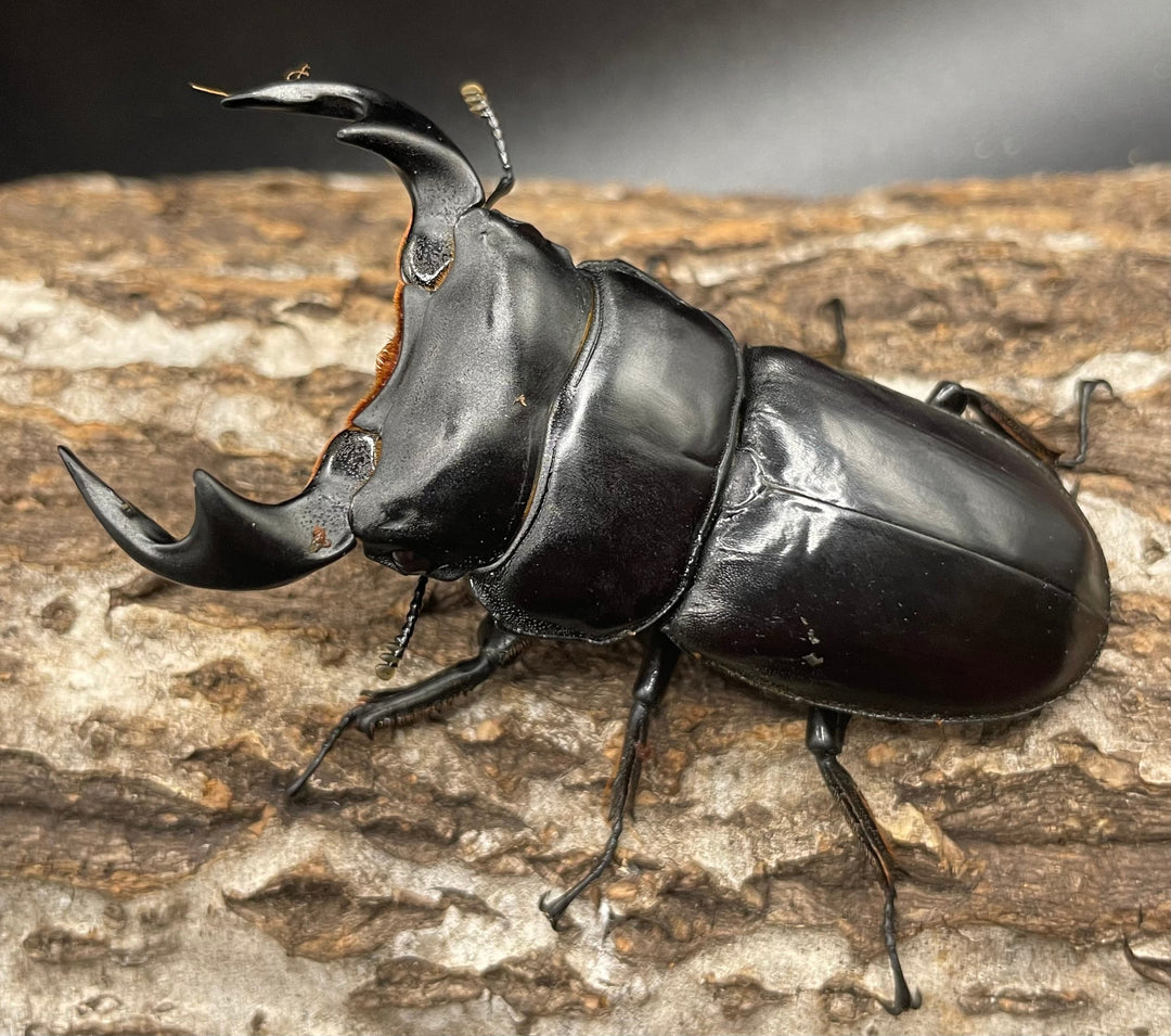 極太系《マレーアンタエウスオオクワ 70mm ペア》