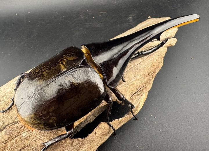 即ブリ《ヘラクレス・ヘラクレス 優良血統 139mm ペア》