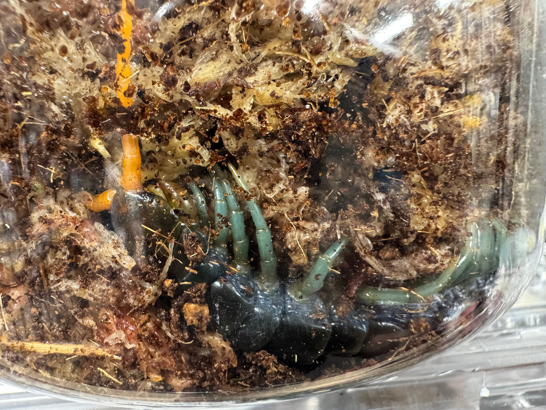 【WC】《ルソンブルーレッグセンチピード ローランド 特大アダルト》