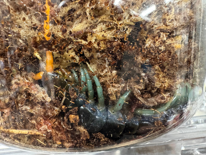 【WC】《ルソンブルーレッグセンチピード ローランド 特大アダルト》