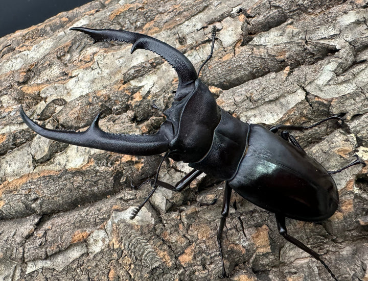 【WD】《マンディブラリスフタマタ 98.5mm ペア》