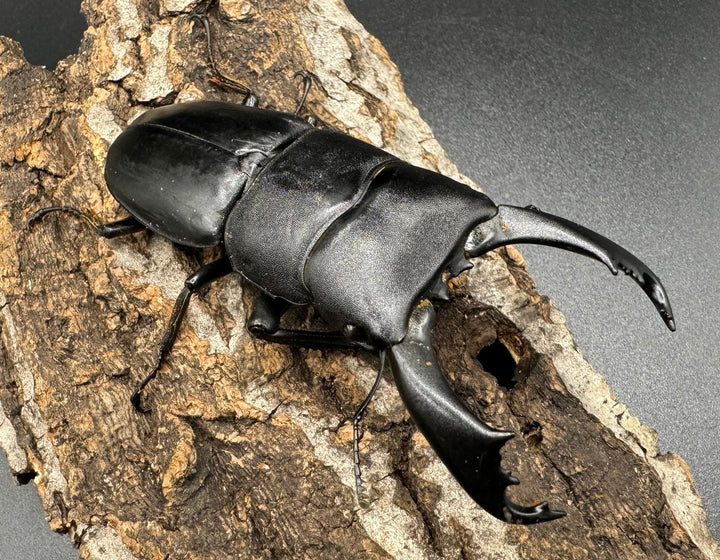 【WD】大型《ネバービスカヤヒラタ（カヤパヒラタ） 83mm ペア》