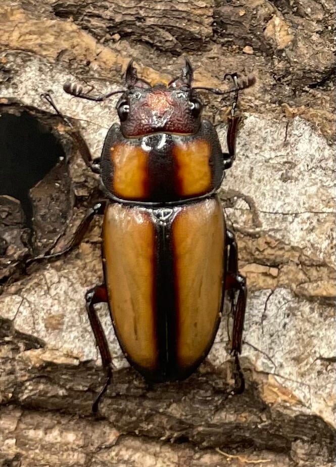 【WD】《スツラリスノコギリクワガタ 32.5mm ♂♀♀トリオ》