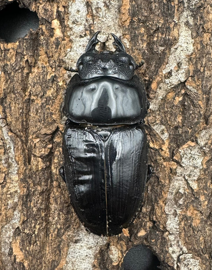 《オオクワガタ TT川西血統 53mm ♀単》ヒート氏ブリード個体