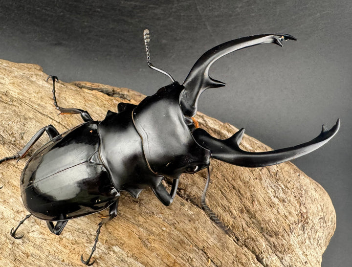 【WD】《インターメディアツヤクワガタ ネグロス島産 95mm ペア》