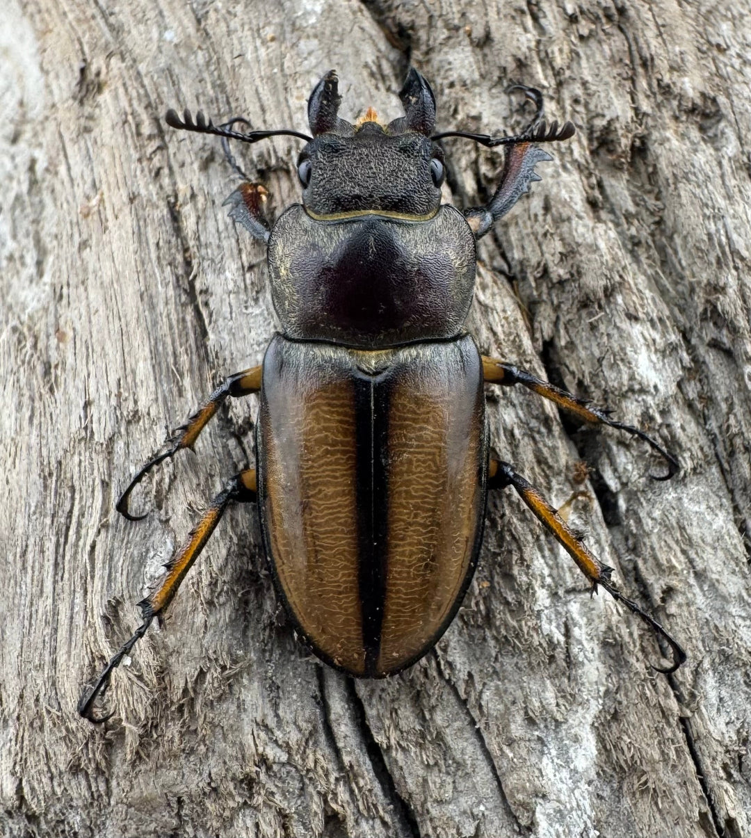 【WD】《デラバイミヤマクワガタ 41mm ペア》