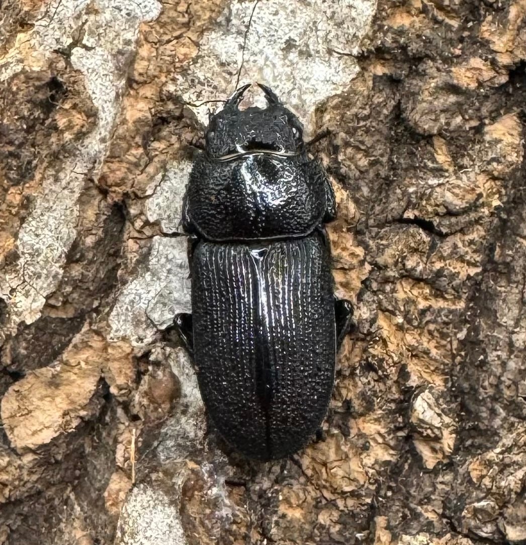 【WD】《ドルクス リンビン 38mm ♂♀♀トリオ》