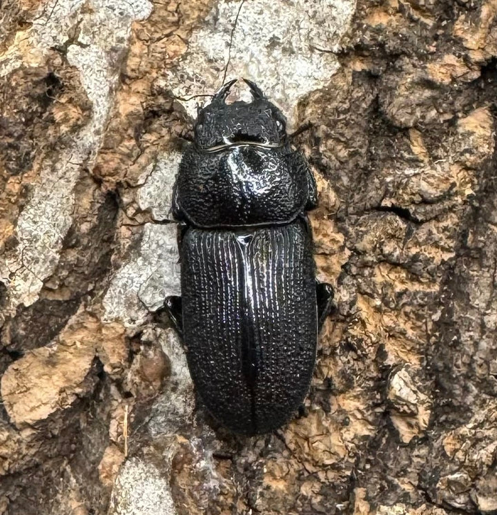 【WD】《ドルクス リンビン 38mm ♂♀♀トリオ》