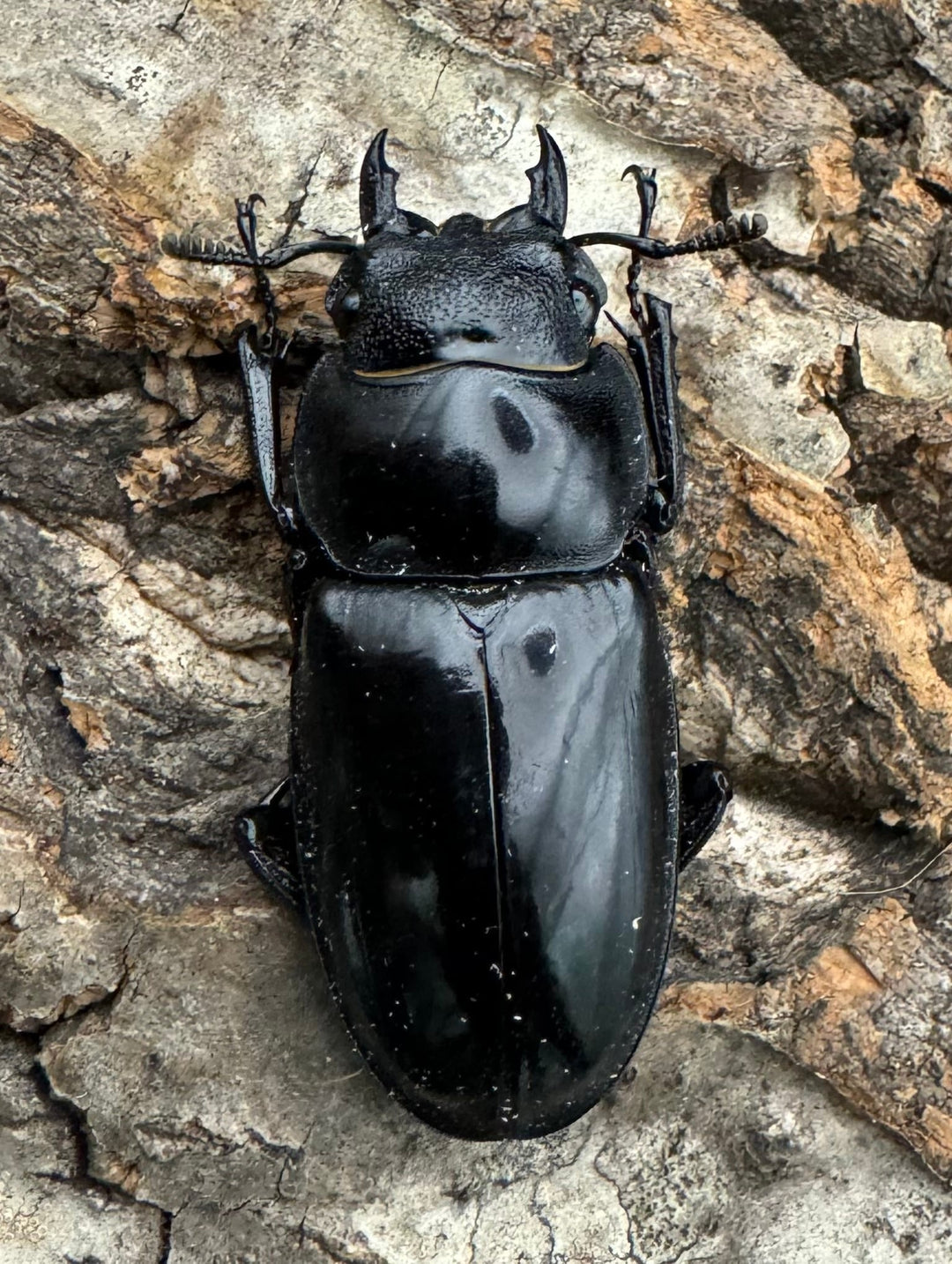 【WD】《マンディブラリスフタマタ 92.5mm ペア》