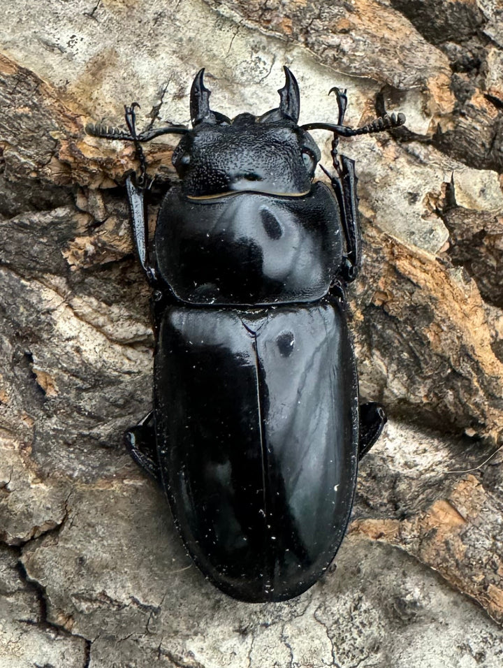 【WD】《マンディブラリスフタマタ 92.5mm ペア》