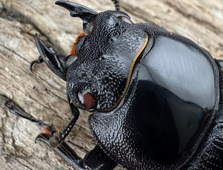 【赤目】《オオクワガタ レッドアイ 能勢産 57mm ペア》