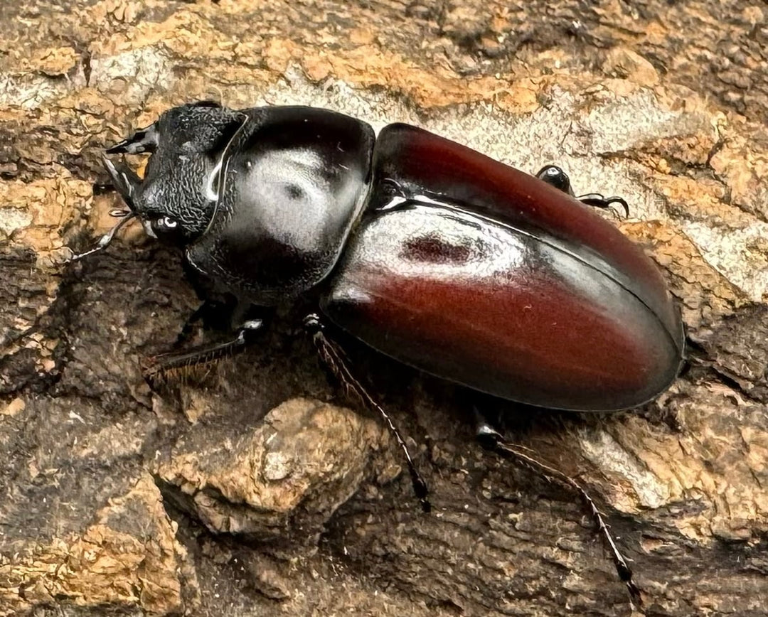 【WD】《チベット産 ドンキエルコクワ原名亜種 34mm ペア》