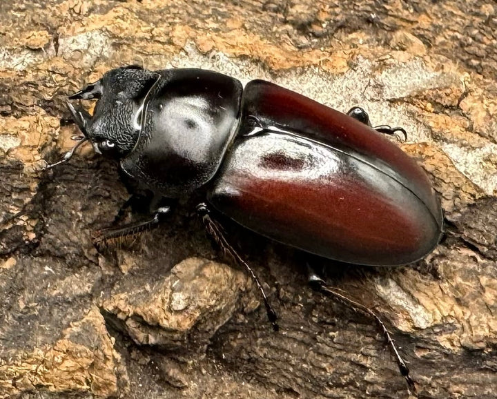 【WD】《チベット産 ドンキエルコクワ原名亜種 34mm ペア》