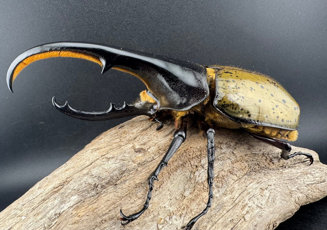 《ヘラクレス・ヘラクレス 143mm ♂単》