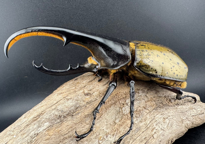 《ヘラクレス・ヘラクレス 143mm ♂単》