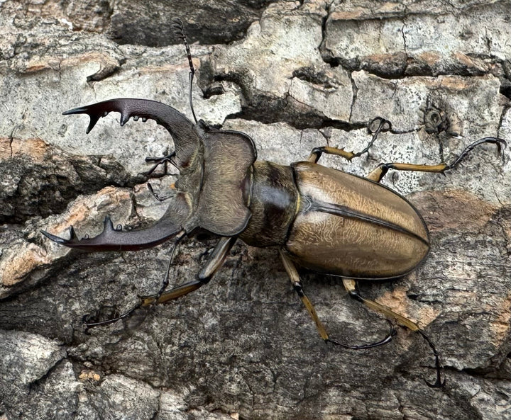 【WD】《デラバイミヤマ 43mm B品ペア》