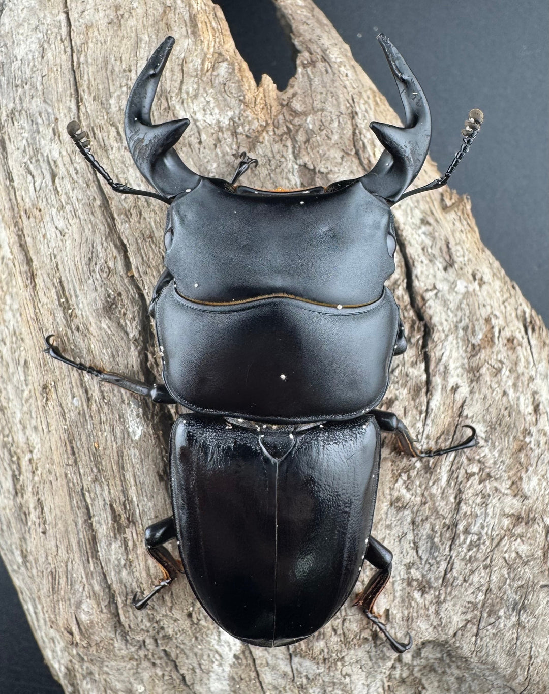 【WD】《グランディスオオクワ原名亜種 70mm A'品ペア》