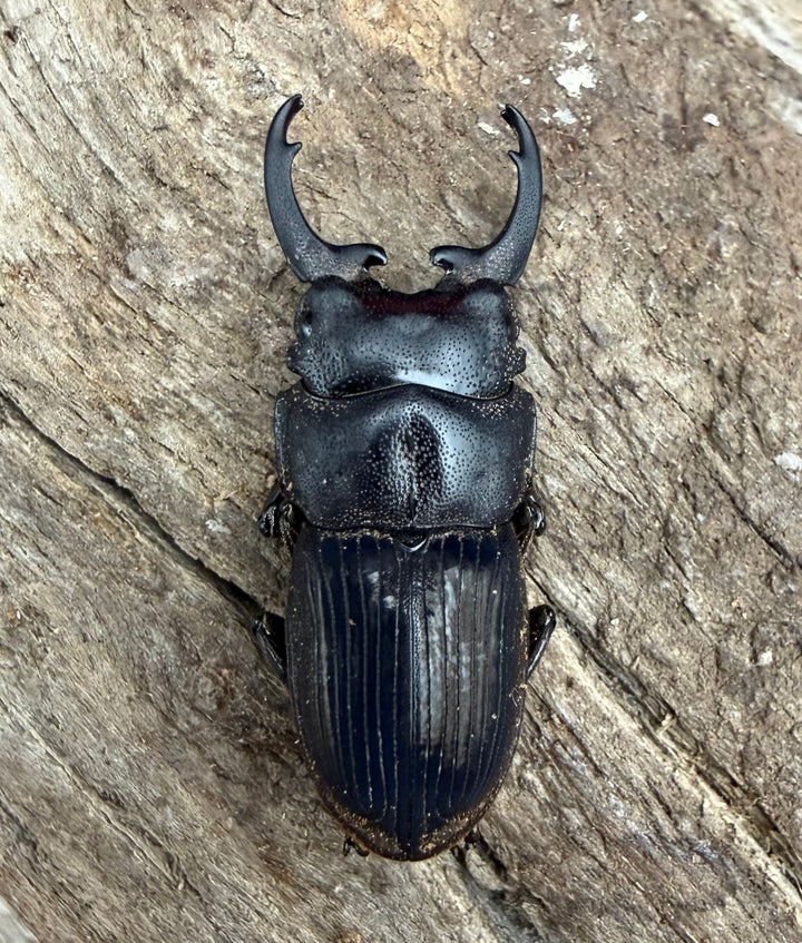 【WD】《インプレッシコリスネブト亜種patprici 26.5mm ペア》