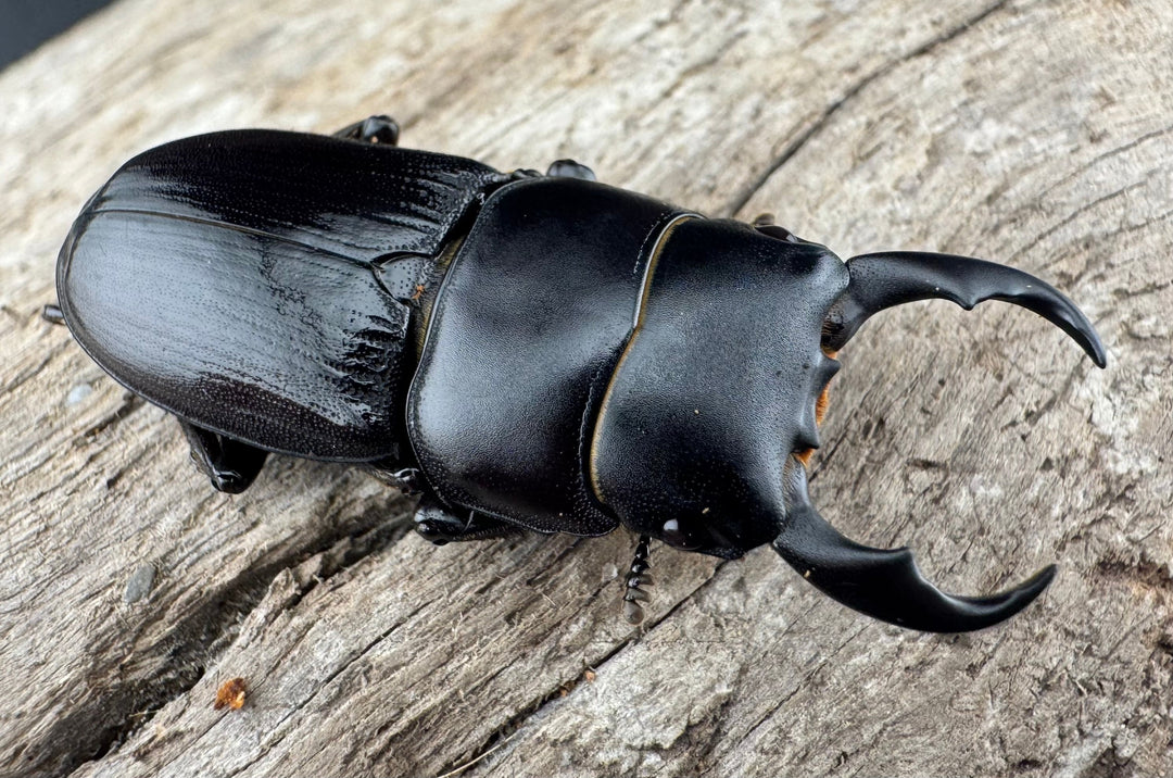 【WD】《ドルクス ラエビドルシス 四川省産 37mm ペア》