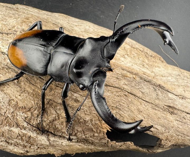 【WD】《セアカフタマタ（パリーフタマタ） 87mm ペア》