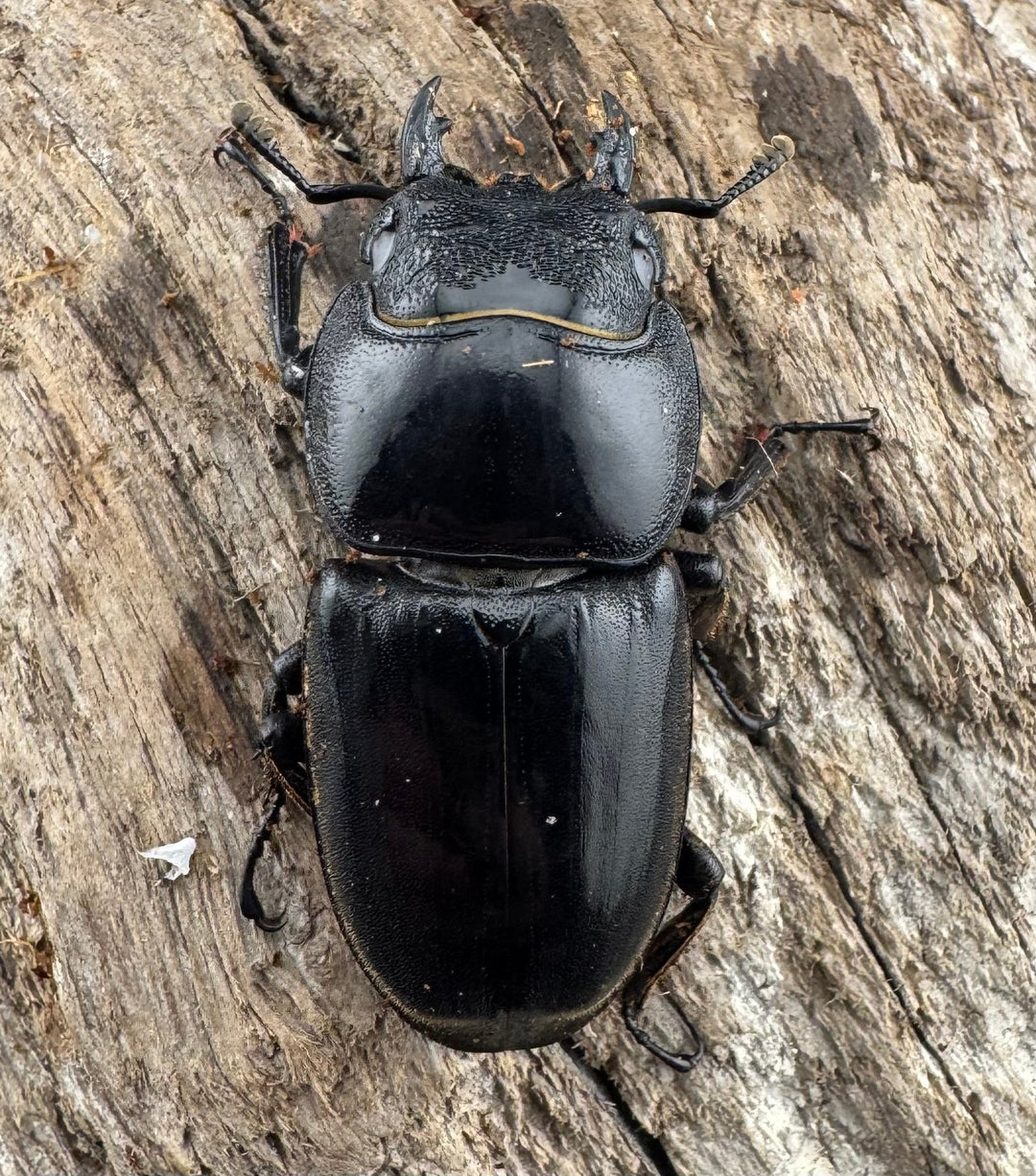 【WD】《パラワンオオヒラタ バタラザ産 87mm ペア》