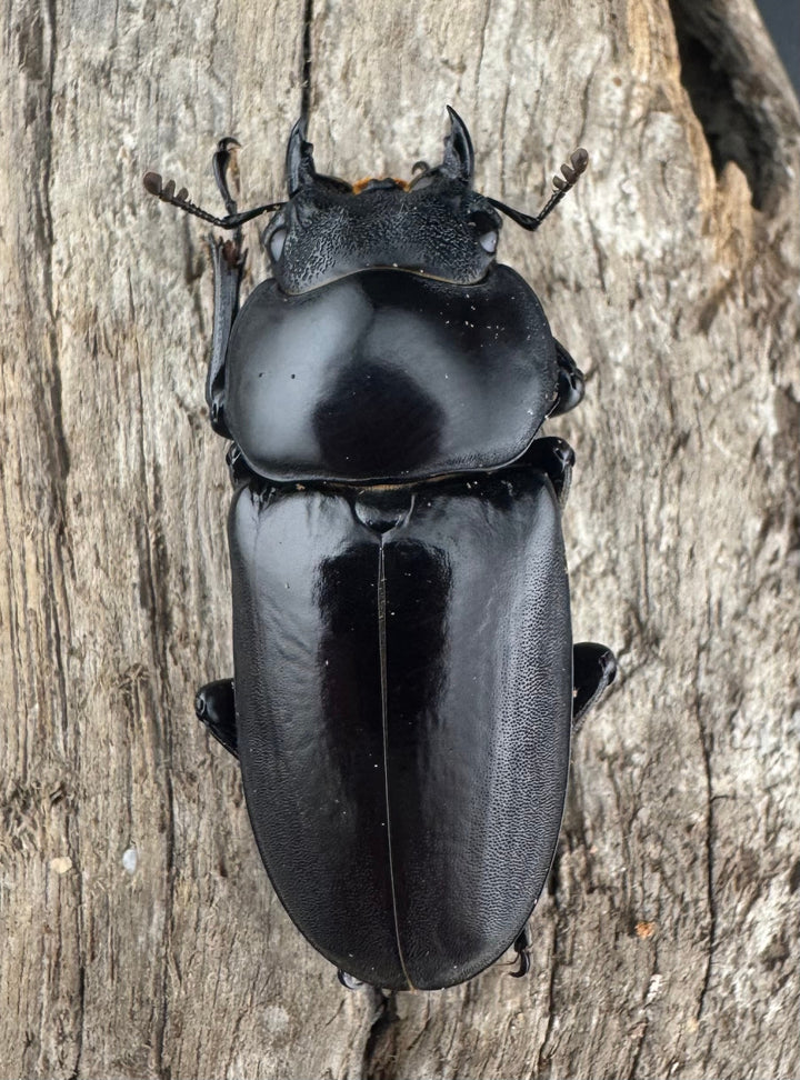 【WD】《デレリクトゥスコクワガタ 46mm ペア》