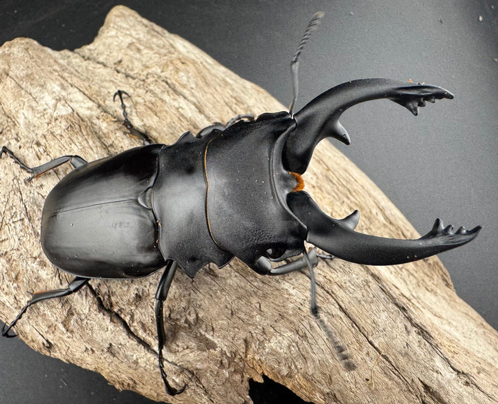 【WD】《アルケスツヤクワガタ 85mm ペア》