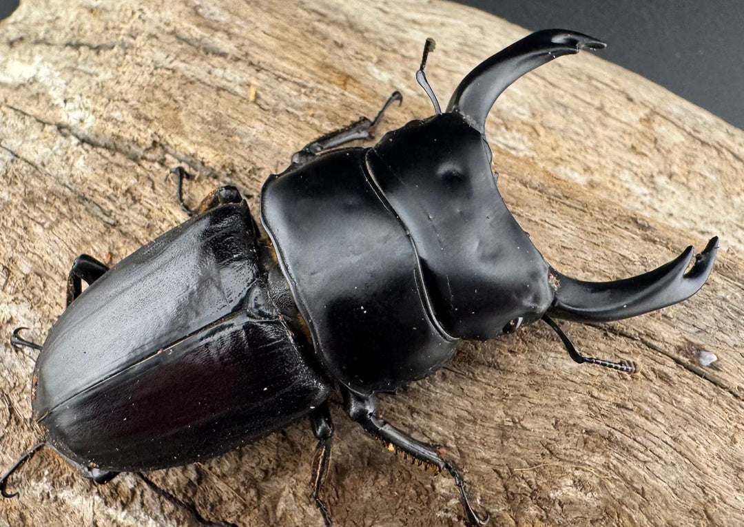 【WD】《ミンダナオパリーオオクワ キダパワン産 70.5mm ペア》