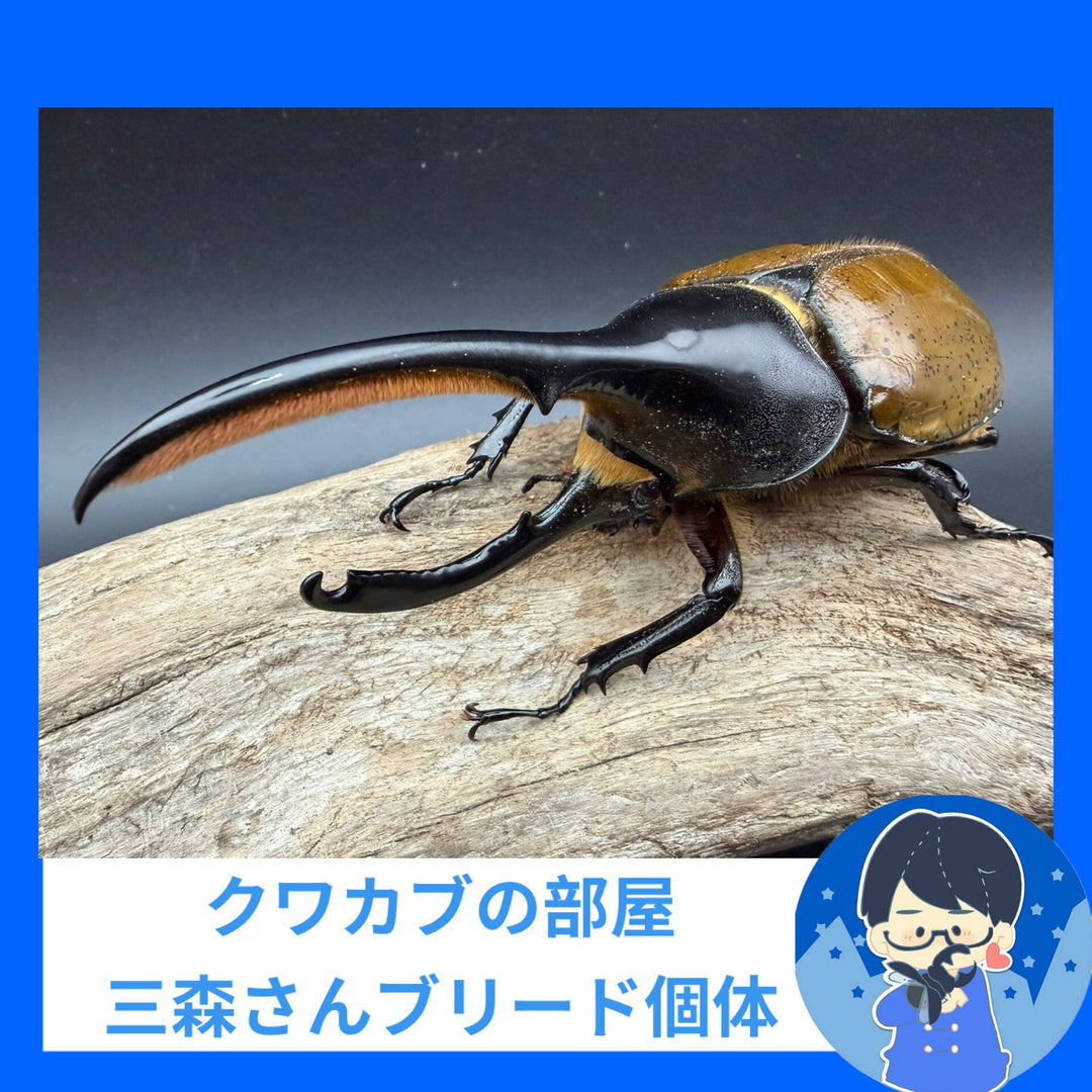 《ヘラクレス・リッキー ナポ産 143.5mm ペア》クワカブの部屋三森氏ブリード個体