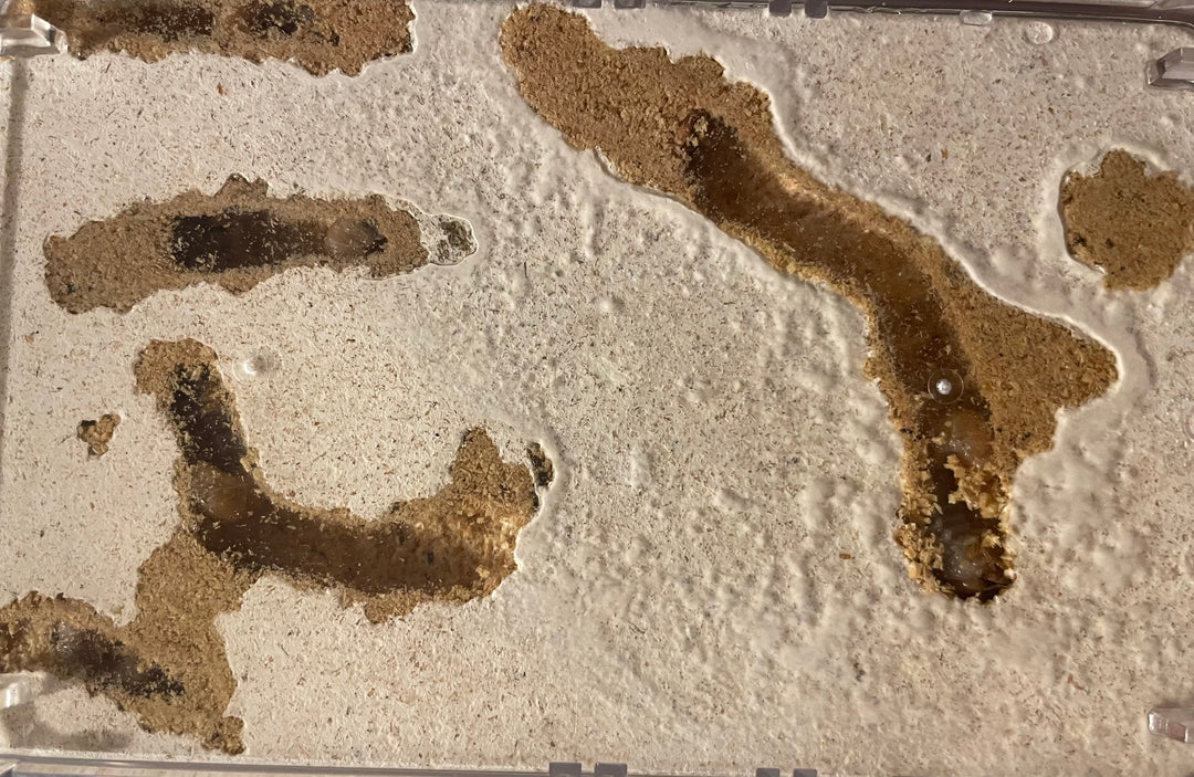 グリードSL（低添加微粒子） 産卵菌床 クリスラ