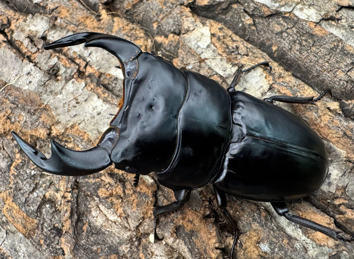 《インドアンタエウス サディア産 81mm ペア》